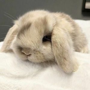 Meet your Posher, Sofia